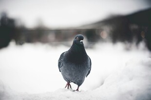 雪地中的独行灰鸽