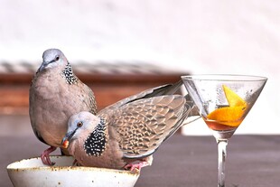鸽子与鸡尾酒杯的趣味画面