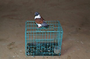 笼中双鸟