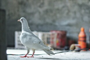 灰白鸽子立于户外地面