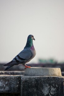 石台上的灰鸽