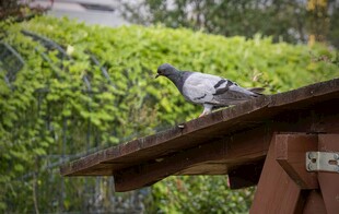 屋顶上休憩的鸽子