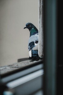 窗边的鸽子