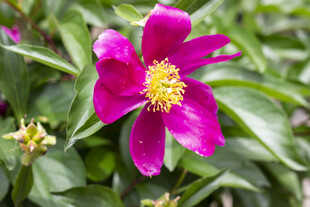 芍药