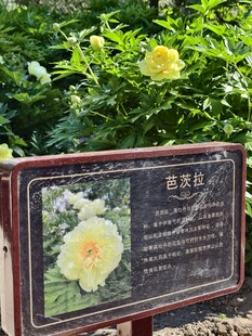 芭茨拉 黄色 芍药牡丹