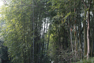 茂密竹林景观