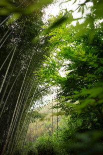 竹林绿意盎然自然美景