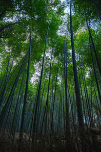 翠绿竹林