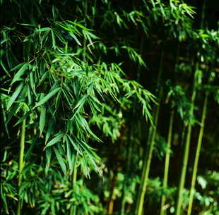翠绿竹林