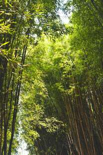 翠绿竹林