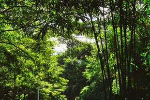茂密葱郁的林间景致