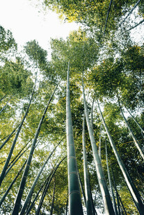 竹林深处的绿意美景