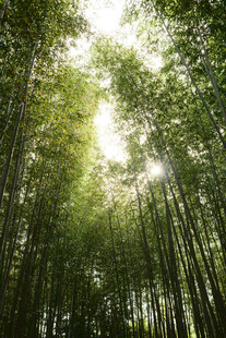 阳光洒落的茂密竹林