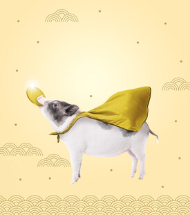 金猪纳福海报