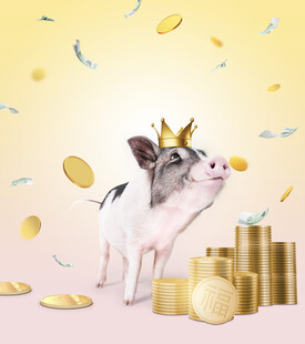 金猪纳福海报