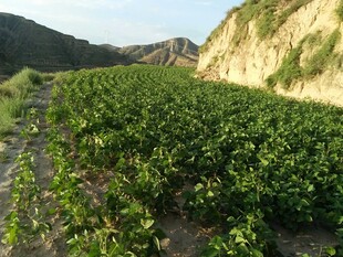 山间蓬勃生长的植物景观