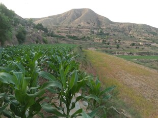 山间农田玉米种植景象