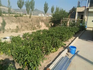 农家小院的蔬菜种植区