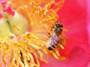 蜜蜂采蜜于娇艳花朵间