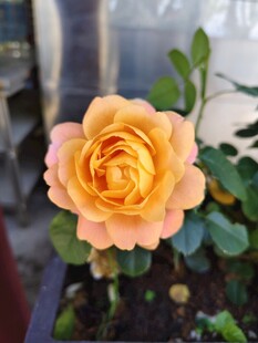 橙黄色娇艳月季花