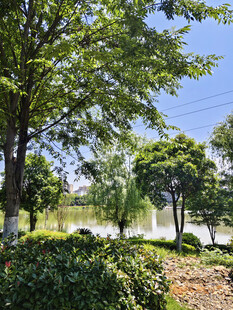 夏日公园绿意盎然景致