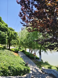 河畔林荫小道美景