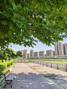 河畔绿树旁的城市风光