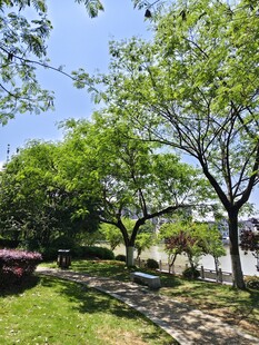 公园绿树成荫的美丽景致
