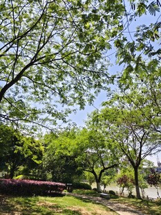 绿树成荫的户外休闲场景