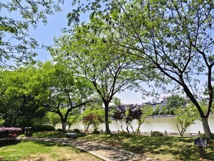 河畔绿树成荫的惬意景致