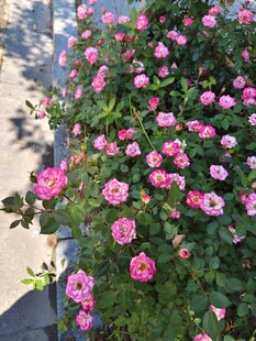 粉色月季花绽放