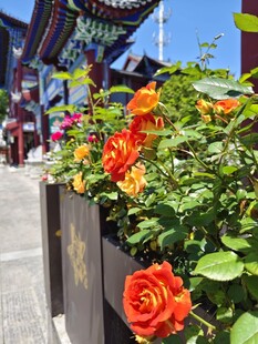 古建旁盛放的鲜艳月季花