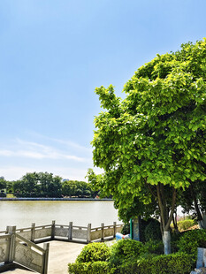 河畔绿树成荫的美丽景致