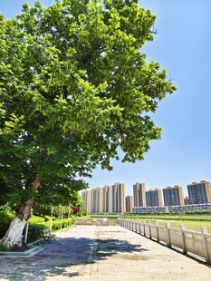 绿树伴路  远处高楼林立