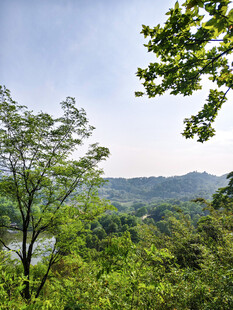 山林绿意盎然的自然景致