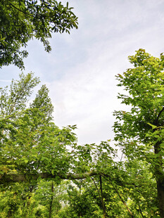 夏日葱郁树林景观
