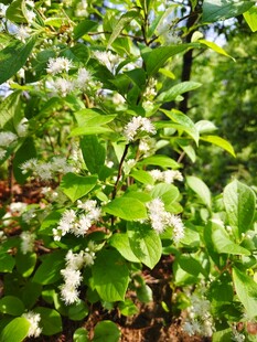 繁茂枝头绽放白色小花