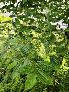 繁茂绿叶植物景观