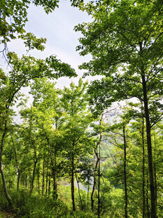 夏日葱郁森林美景
