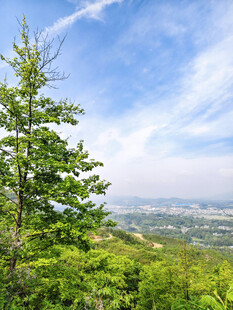 山顶绿树映衬下的城市远景