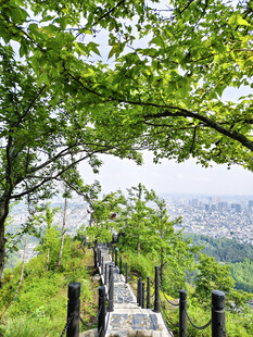 登山步道与绿树