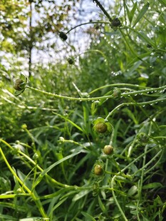 金鸡菊 波斯菊 金钱菊