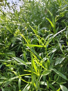 翠绿茂盛金鸡菊 