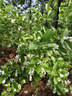 繁茂绿植中的白色小花