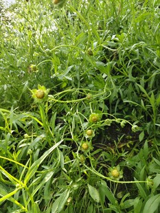 绿色金鸡菊