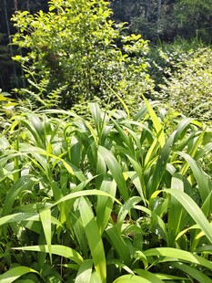 茂盛的绿色植物