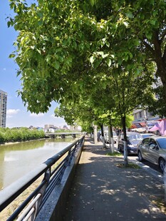 河畔绿荫步道