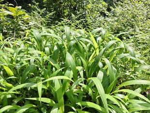 茂盛的绿色嫩草