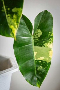 心形绿植叶片特写
