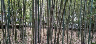 竹林